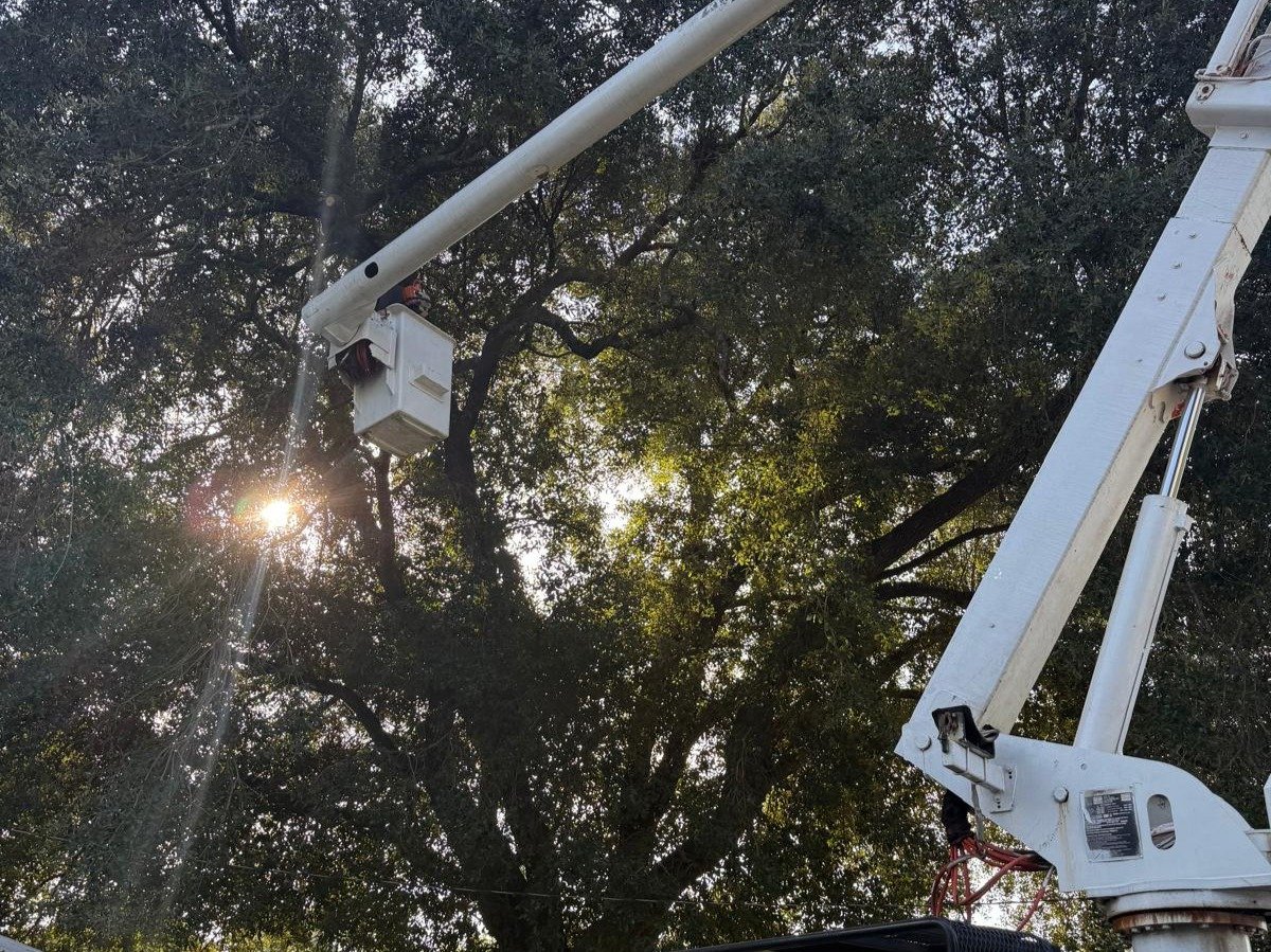 El Costeño Tree Service LLC